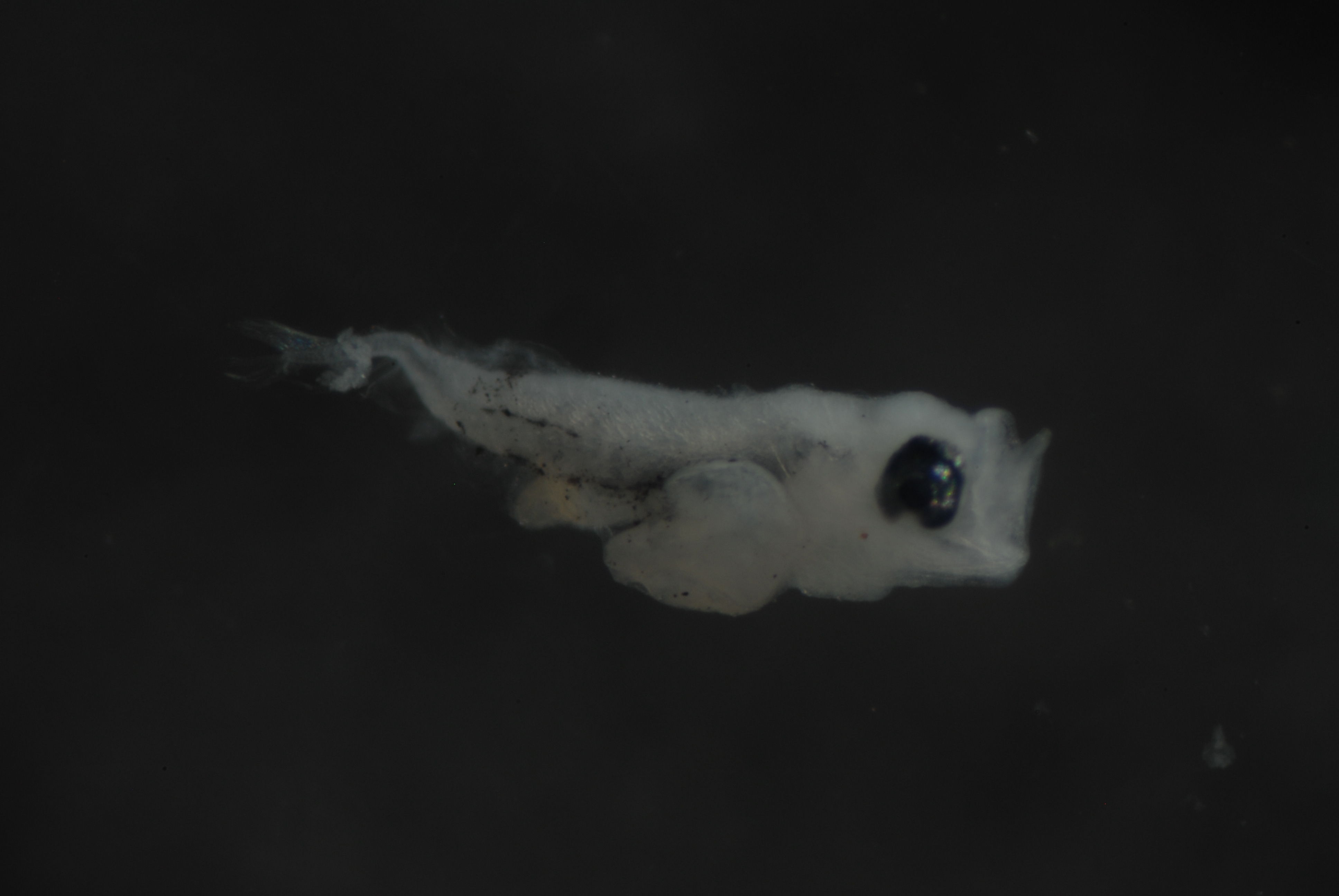 FLMOO_221a.JPG