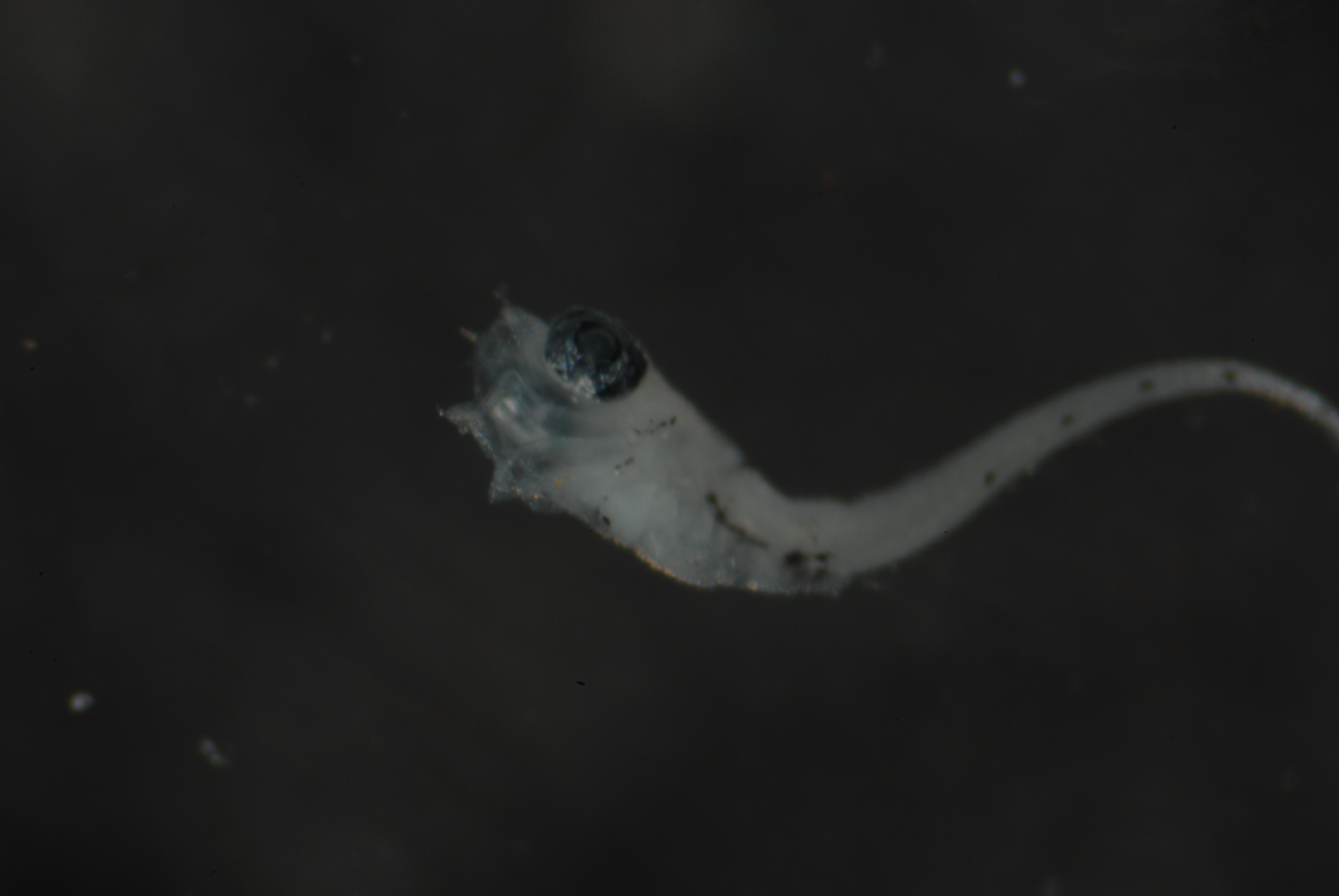 FLMOO_237b.JPG