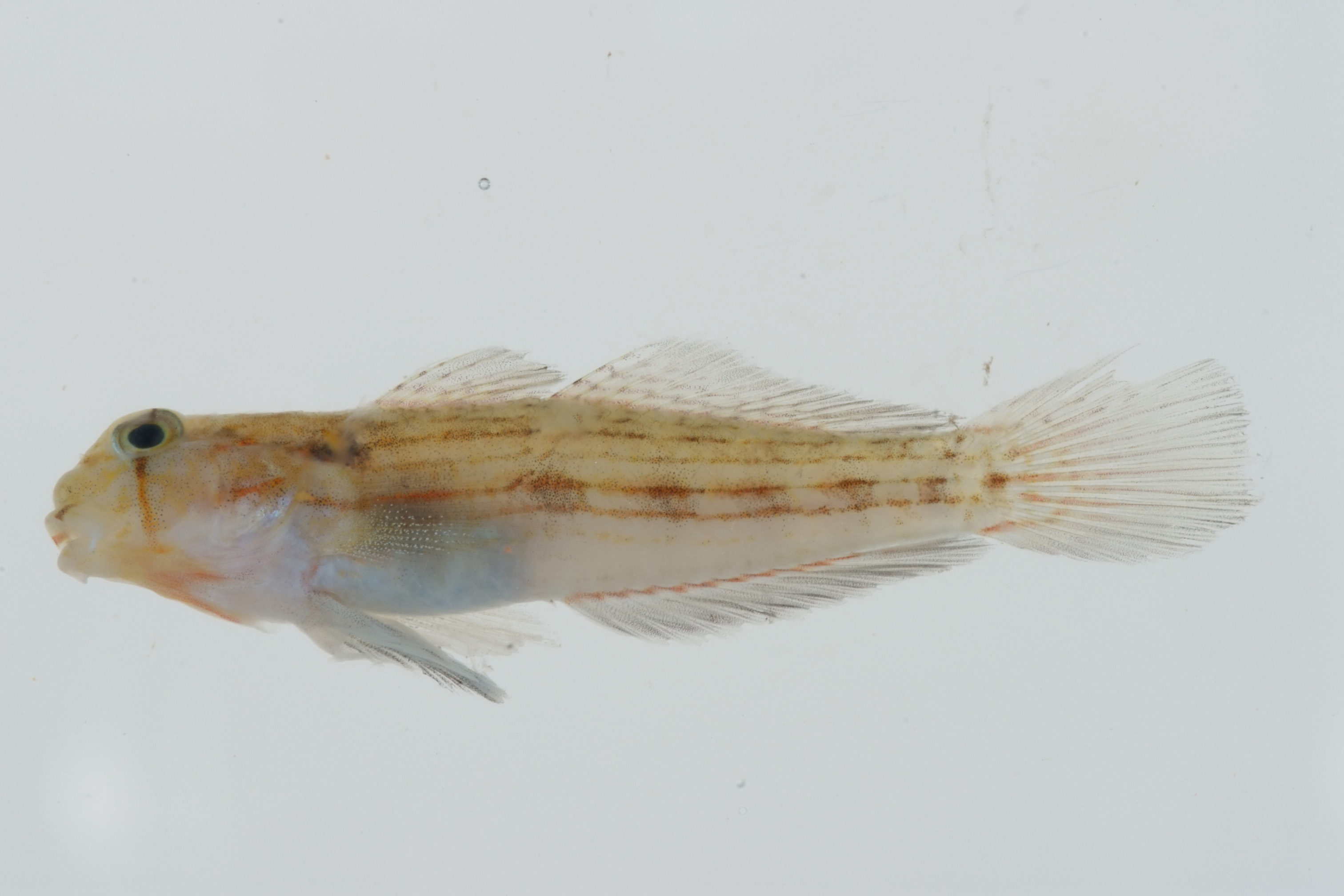 Gnatholepis_caurensis_27_6__mm_SL-JTWilliams-GAM-322_GAM-2010-14_20101003_030635.JPG