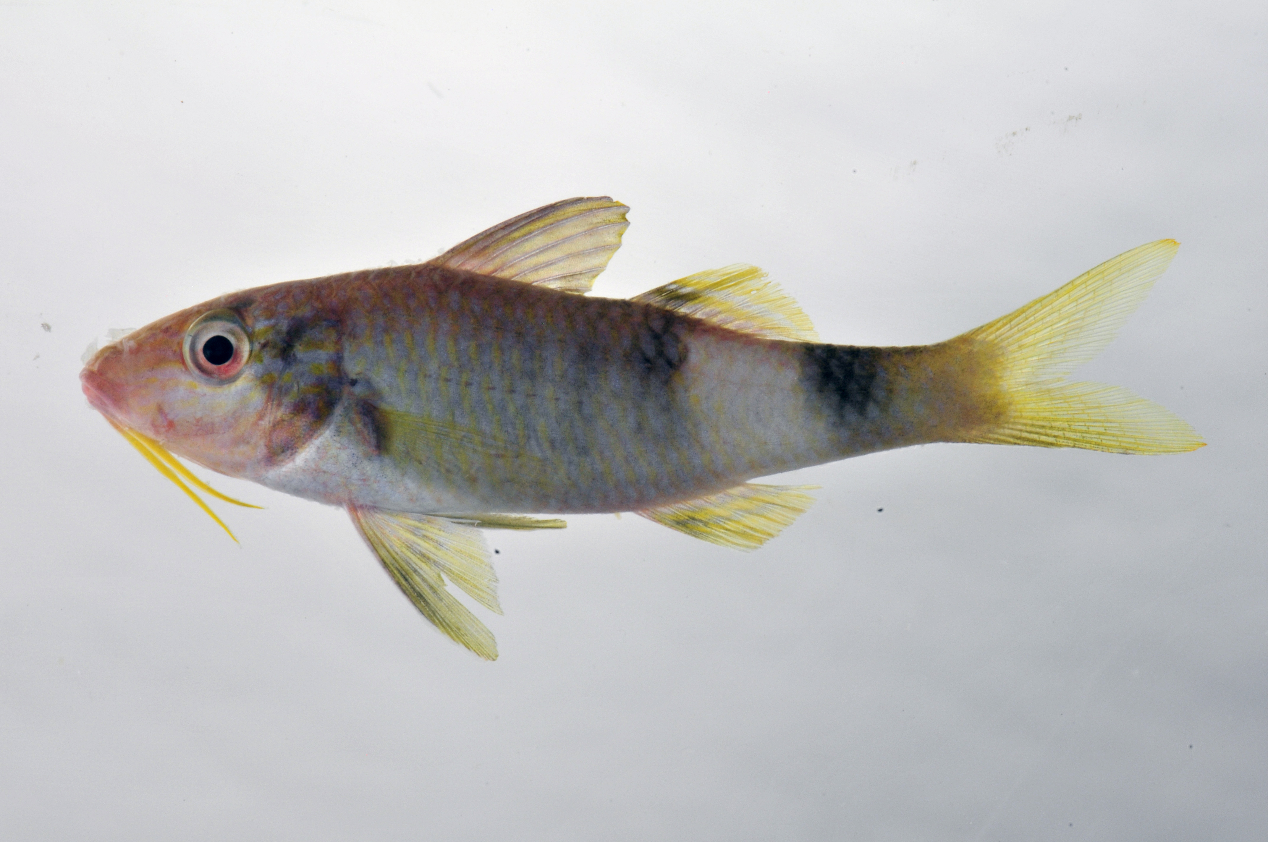 Parupeneus_multifasciatus_56_7_mmSL_SCIL-234_SCIL-2014-14_Photo_by_JT_Williams_2014-12-04_15-09-29.jpg