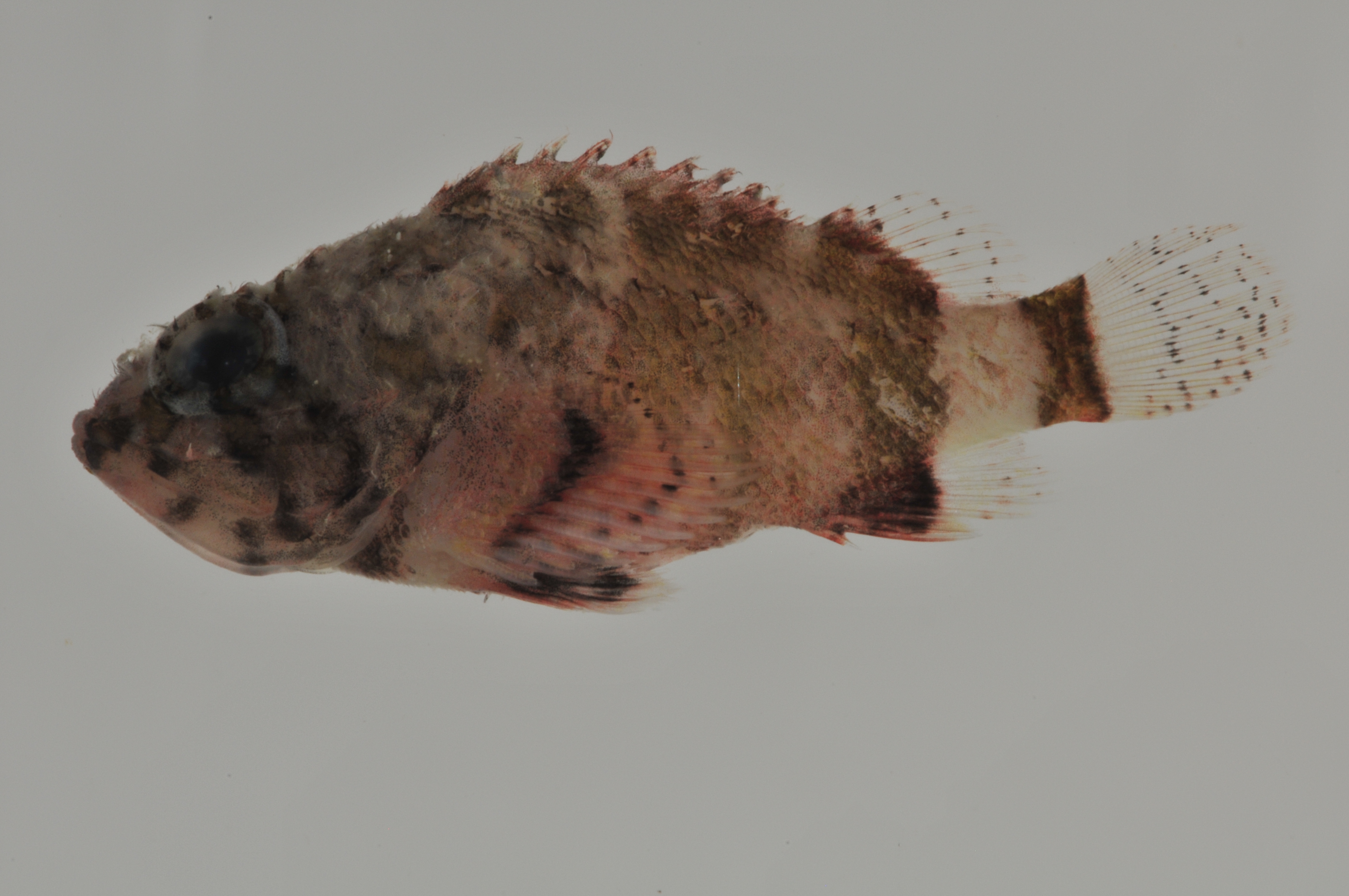 Scorpaenodes_33_9_mm_SL_AUST-207_AUST-2013-05_Photo-JTW_2013-04-13_21-23-16.jpg