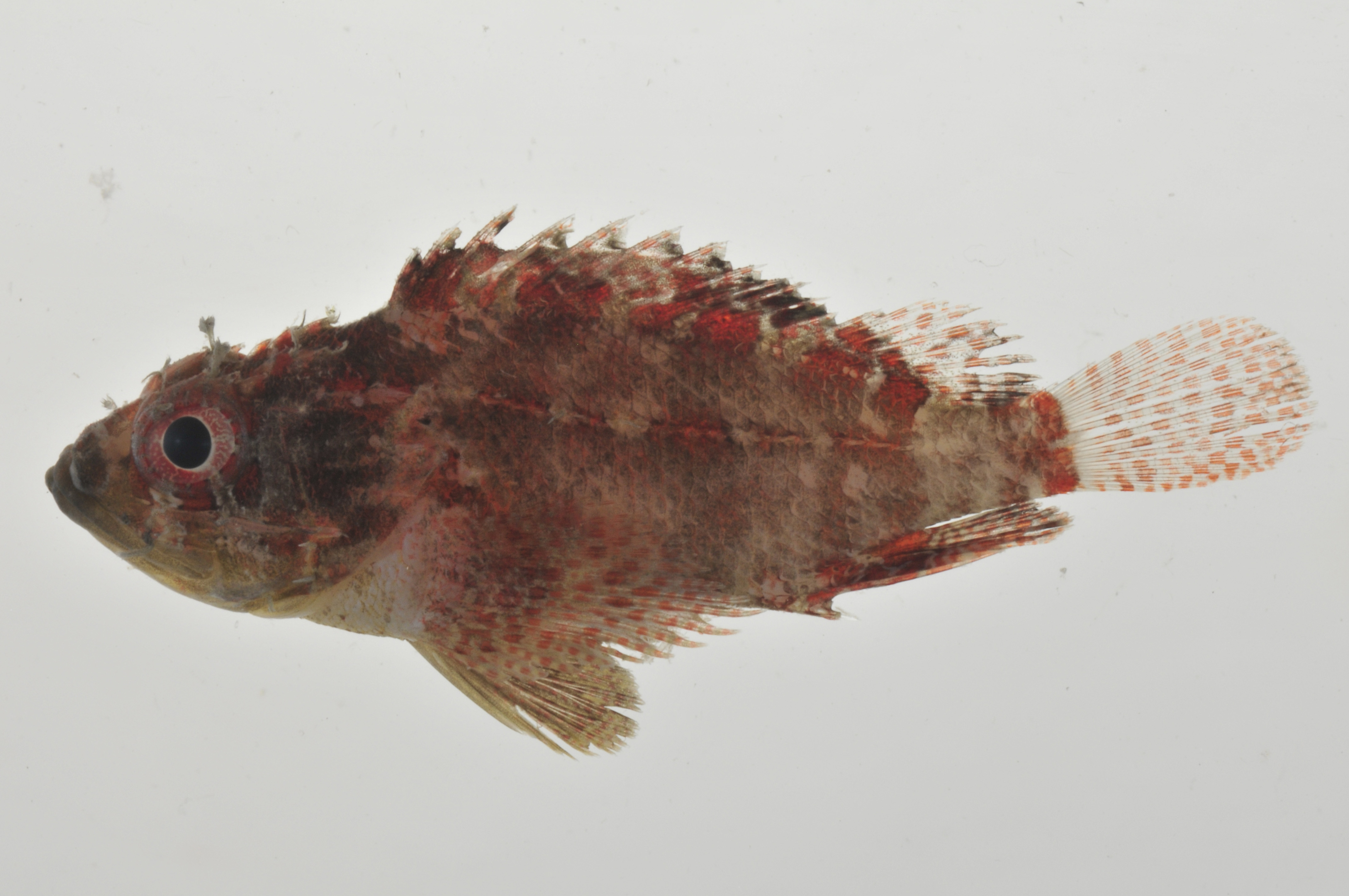 Scorpaenodes_59_1_mm_SL_AUST-105_AUST-2013-03_Photo-JTW_2013-04-12_13-16-14.jpg