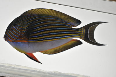 Acanthurus lineatus
- Field ID: MARQ-374
- Collection date: 2011-11-6
- GPS: -9,99864 / -139,13047
- Depth: -3m
- Standard length: 180mm
- COI DNA seq.: -


