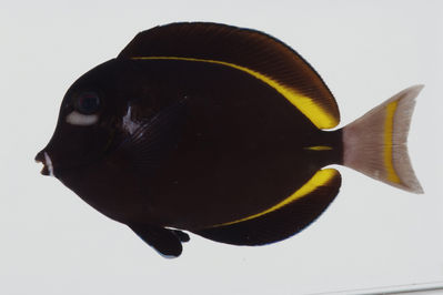 Acanthurus nigricans
- Field ID: GAM-762
- Collection date: 2010-10-12
- Collection method: spear
- GPS: 23Â° 06.5' S - 134Â° 52' W
- Depth: -35m
- Standard length: 108.6mm
- COI DNA seq.: -

