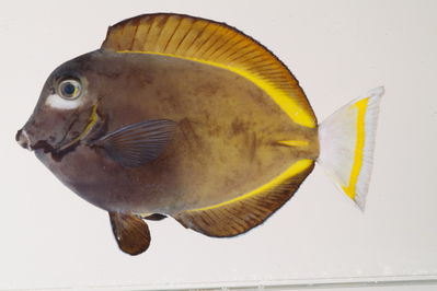 Acanthurus nigricans
- Field ID: mbio135
- Collection date: -
- GPS: - / -
- Depth: -
- Standard length: 143mm
- COI DNA seq.: -


