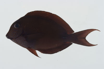 Acanthurus nigrofuscus
- Field ID: GAM-435
- Collection date: 2010-10-4
- Collection method: rotenone (2.5 kg) & spear
- GPS: 23Â° 10.170' S - 135Â° 02.832' W
- Depth: -10.6m
- Standard length: 84.4mm
- COI DNA seq.: -

