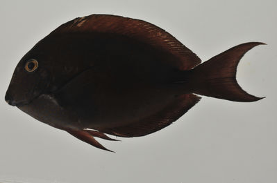 Acanthurus nigrofuscus
- Field ID: AUST-485
- Collection date: 2013-4-19
- GPS: -22,6647 / -152,8164
- Depth: -29m
- Standard length: 95mm
- COI DNA seq.: 
CCTTTATTTAGTATTCGGTGCTTGAGCTGGGATGGTAGGTACGGCTCTAAGCCTCCTGATCCGAGCAGAATTAAGTCAACCAGGCGCCCTTCTTGGGGATGACCAGATTTATAATGTAATTGTTACAGCACATGCATTCGTAATGATTTTCTTTATAGTAATACCAATTATGATTGGTGGATTCGGAAACTGATTAATCCCATTAATGATTGGAGCCCCCGACATAGCATTCCCACGAATAAACAATATGAGCTTCTGACTTCTACCACCATCCTTCTTACTTCTGCTTGCTTCCTCTGCAGTAGAATCCGGTGCTGGTACAGGGTGAACAGTTTATCCACCTCTAGCCGGTAATCTAGCCCACGCAGGGGCATCCGTAGATCTAACTATCTTCTCCCTTCATCTCGCAGGGATTTCTTCAATTCTTGGGGCTATTAATTTTATTACAACTATCATCAATATGAAACCTCCTGCTATCTCTCAATATCAAACCCCTCTATTCGTATGAGCAGTACTAATTACTGCTGTCCTACTTCTTCTGTCACTTCCTGTCCTTGCTGCCGGTATTACAATACTACTTACAGATCGGAATCTAAATACTACTTTCTTCGACCCAGCGGGAGGAGGAGACCCAATTCTATATCAACACCTGTTC
