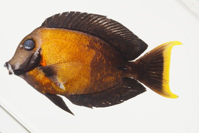 Acanthurus pyroferus
- Field ID: mbio12
- Collection date: -
- GPS: - / -
- Depth: -
- Standard length: 116.5mm
- COI DNA seq.: -

