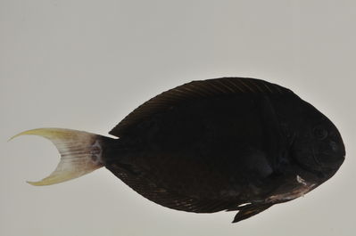 Acanthurus thompsoni
- Field ID: AUST-382
- Collection date: 2013-4-16
- GPS: -23,3561 / -149,5517
- Depth: -30m
- Standard length: 140.2mm
- COI DNA seq.: 
CCTTTATTTAGTATTTGGTGCTTGAGCTGGGATAGTGGGAACGGCTCTAAGCCTCCTAATCCGAGCAGAACTAAGCCAACCAGGCGCCCTCCTAGGGGATGACCAAATTTACAATGTAATTGTTACAGCACATGCCTTCGTAATAATTTTCTTTATAGTAATACCAATCATGATTGGTGGATTTGGAAACTGGTTAATTCCGCTAATGATCGGAGCCCCAGACATGGCATTCCCACGAATGAACAACATGAGCTTCTGACTCCTTCCACCATCCTTTCTGCTCCTACTTGCATCCTCTGCAGTAGAATCCGGTGCTGGAACAGGATGAACAGTTTATCCCCCTCTAGCCGGCAATTTGGCACATGCAGGAGCATCTGTAGACCTAACTATTTTCTCCCTTCACCTCGCAGGAGTTTCTTCAATTCTTGGAGCTATCAACTTTATTACAACTATTATTAACATGAAACCCCCTGCTATTTCTCAATATCAAACCCCTCTGTTTGTGTGAGCAGTGCTAATTACCGCCGTCCTGCTTCTTCTTTCACTTCCTGTTCTTGCTGCTGGAATTACAATGTTACTCACAGATCGAAACCTAAATACCACCTTCTTTGACCCGGCAGGCGGGGGAGATCCTATTCTATATCAGCACTTATTC
