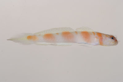 Amblyeleotris marquesas
- Field ID: MOH-107
- Collection date: 2008-10-14
- GPS: -9,950367 / -138,8317
- Depth: -24m
- Standard length: 61.7mm
- COI DNA seq.: 
CACCCTCTACCTCGTGTTCGGTGCCTGAGCCGGAATAGTCGGCACAGCACTTAGCCTGCTAATCCGGGCCGAACTCTCCCAACCCGGCGCCCTACTGGGAGACGACCAAATCTACAACGTTATTGTAACCGCCCACGCATTTGTAATAATTTTCTTTATAGTAATGCCAATTATGATTGGAGGATTTGGAAATTGACTAATTCCGCTCATGATCGGCGCTCCCGATATGGCCTTCCCCCGAATAAACAACATGAGCTTCTGGCTCTTGCCCCCTTCTTTCCTCCTACTCCTCGCCTCCTCTGGAGTTGAAGCCGGGGCTGGTACAGGATGAACTGTTTACCCCCCACTTGCGGGCAACCTAGCACATGCAGGAGCTTCCGTCGACCTGACCATCTTCTCTCTCCACCTAGCTGGTATTTCATCAATTCTTGGAGCAATCAACTTCATCACAACCATCCTAAACATGAAACCCCCTGCCATTTCACAATACCAAACGCCCCTCTTCGTCTGGGCAGTGCTGATTACAGCTGTCCTTCTTCTCCTTTCCCTGCCCGTTCTTGCTGCCGGCATCACAATGCTCCTAACAGACCGAAACCTCAACACAACTTTCTTTGACCCTGCAGGAGGAGGAGACCCCATCCTTTATCACACCTG

