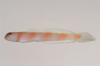 Amblyeleotris marquesas
- Field ID: MOH-106
- Collection date: 2008-10-14
- GPS: -9,950367 / -138,8317
- Depth: -24m
- Standard length: 73.4mm
- COI DNA seq.: 
AGTCGGCACAGCACTTAGCCTACTAATCCGGGCCGAACTCTCCCAACCCGGCGCCCTACTGGGAGACGACCAAATCTACAACGTTATTGTAACCGCCCACGCATTTGTAATAATTTTCTTTATAGTAATGCCAATTATGATTGGGGGATTTGGAAATTGACTAATTCCGCTCATGATCGGCGCTCCCGATATGGCCTTCCCCCGAATAAACAACATGAGCTTCTGGCTCTTGCCCCCTTCTTTCCTCCTACTCCTCGCCTCCTCTGGAGTTGAAGCCGGGGCTGGCACAGGGTGAACTGTTTACCCCCCACTTGCGGGCAACCTAGCACATGCAGGAGCTTCCGTCGACCTGACCATCTTCTCTCTCCACCTAGCTGGTATTTCATCAATTCTTGGAGCAATCAACTTCATCACAACCATCCTAAACATGAAACCCCCTGCCATTTCACAATACCAAACGCCCCTCTTCGTCTGGGCAGTGCTGATTACAGCTGTCCTTCTTCTCCTTTCCCTGCCCGTTCTTGCTGCCGGCATCACAATGCTCCTAACAGACCGAAACCTCAACACAACTTTCTTTGACCCTGCA
