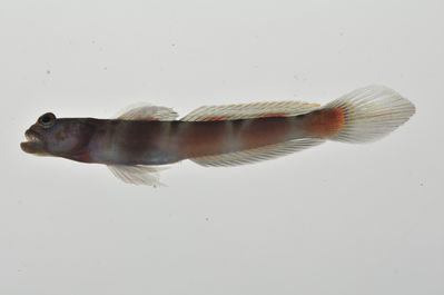 Amblyeleotris marquesas
- Field ID: MARQ-426
- Collection date: 2011-11-9
- GPS: -10,53458 / -138,68244
- Depth: -27m
- Standard length: 40mm
- COI DNA seq.: 
CCTCTACCTCGTGTTCGGTGCCTGAGCCGGAATAGTCGGCACAGCACTTAGCCTGCTAATCCGGGCCGAACTCTCCCAACCCGGCGCCCTACTGGGAGACGACCAAATCTACAACGTTATTGTAACCGCCCACGCATTCGTAATAATTTTCTTTATAGTAATGCCAATTATGATTGGAGGATTTGGAAATTGACTAATTCCGCTCATGATCGGCGCTCCCGATATGGCCTTCCCTCGAATAAACAACATGAGCTTCTGGCTCTTGCCCCCTTCTTTCCTCCTACTCCTCGCCTCCTCTGGAGTTGAAGCCGGGGCTGGTACAGGGTGAACTGTTTACCCCCCACTTGCGGGCAACCTAGCACATGCAGGAGCTTCCGTCGACCTGACCATCTTCTCTCTCCACCTAGCTGGTATTTCATCAATTCTTGGAGCAATCAACTTCATCACAACCATCCTAAACATGAAACCCCCTGCCATTTCACAATACCAAACGCCCCTCTTCGTCTGGGCAGTGCTGATTACAGCTGTCCTTCTTCTCCTTTCCCTGCCCGTTCTTGCTGCCGGCATCACAATGCTCCTAACAGACCGAAACCTCAACACAACTTTCTTTGACCCTGCAGGAGGAGGAGACCCCATCCTTTATCAACACCTGTTC
