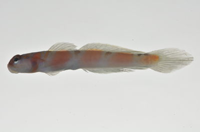 Amblyeleotris marquesas
- Field ID: MARQ-025
- Collection date: 2011-10-26
- GPS: -8,92844 / -140,22536
- Depth: -40m
- Standard length: 57mm
- COI DNA seq.: 
CCTCTACCTCGTGTTCGGTGCCTGAGCCGGAATAGTCGGCACAGCACTTAGCCTGCTAATCCGGGCCGAACTCTCCCAACCCGGCGCCCTACTGGGAGACGACCAAATCTACAACGTTATTGTAACCGCCCACGCATTCGTAATAATTTTCTTTATAGTAATGCCAATTATGATTGGAGGATTTGGAAATTGACTAATTCCGCTCATGATCGGCGCTCCCGATATGGCCTTCCCCCGAATAAACAACATGAGCTTCTGGCTCTTGCCCCCTTCTTTCCTCCTACTCCTCGCCTCCTCTGGAGTTGAAGCCGGGGCTGGTACAGGGTGAACTGTTTACCCCCCACTTGCGGGCAACCTAGCACATGCAGGAGCTTCCGTCGACCTGACCATCTTCTCTCTCCACCTAGCTGGTATTTCATCAATTCTTGGAGCAATCAACTTCATCACAACCATCCTAAACATGAAACCCCCTGCCATTTCACAATACCAAACGCCCCTCTTCGTCTGGGCAGTGCTGATTACAGCTGTCCTTCTTCTCCTTTCCCTGCCCGTTCTTGCTGCCGGCATCACAATGCTCCTAACAGACCGAAACCTCAACACAACTTTCTTTGACCCTGCAGGAGGAGGAGACCCCATCCTTTATCAACACCTGTTC
