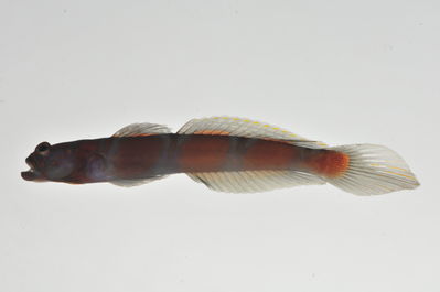 Amblyeleotris marquesas
- Field ID: MARQ-427
- Collection date: 2011-11-9
- GPS: -10,53458 / -138,68244
- Depth: -27m
- Standard length: 57mm
- COI DNA seq.: 
CCTCTACCTCGTGTTCGGTGCCTGAGCCGGAATAGTCGGCACAGCACTTAGCCTGCTAATCCGGGCCGAACTCTCCCAACCCGGCGCCCTACTGGGAGACGACCAAATCTACAACGTTATTGTAACCGCCCACGCATTTGTAATAATTTTCTTTATAGTAATGCCAATTATGATTGGAGGATTTGGAAATTGACTAATTCCGCTCATGATCGGCGCTCCCGATATGGCCTTCCCCCGAATAAACAACATGAGCTTCTGGCTCTTGCCCCCTTCTTTCCTCCTACTCCTCGCCTCCTCTGGAGTTGAAGCCGGGGCTGGTACAGGATGAACTGTTTACCCCCCACTTGCGGGCAACCTAGCACATGCAGGAGCTTCCGTCGACCTGACCATCTTCTCTCTCCACCTAGCTGGTATTTCATCAATTCTTGGAGCAATCAACTTCATCACAACCATCCTAAACATGAAACCCCCTGCCATTTCACAATACCAAACGCCCCTCTTCGTCTGGGCAGTGCTGATTACAGCTGTCCTTCTTCTCCTTTCCCTGCCCGTTCTTGCTGCCGGCATCACAATGCTCCTAACAGACCGAAACCTCAACACAACTTTCTTTGACCCTGCAGGAGGAGGAGACCCCATCCTTTATCAACACCTGTTC
