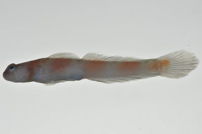 Amblyeleotris marquesas
- Field ID: MARQ-023
- Collection date: 2011-10-26
- GPS: -8,92844 / -140,22536
- Depth: -40m
- Standard length: 68mm
- COI DNA seq.: 
CCTCTACCTCGTGTTCGGTGCCTGAGCCGGAATAGTCGGCACAGCACTTAGCCTGCTAATCCGGGCCGAACTCTCCCAACCCGGCGCACTACTGGGAGACGACCAAATCTACAACGTTATTGTAACCGCCCACGCATTTGTAATAATTTTCTTTATAGTAATGCCAATTATGATTGGAGGATTTGGAAATTGACTAATTCCGCTCATGATCGGCGCTCCCGATATGGCCTTCCCCCGAATAAACAACATGAGCTTCTGGCTCTTGCCCCCTTCTTTCCTCCTACTCCTCGCCTCCTCTGGGGTTGAAGCCGGGGCTGGTACAGGGTGAACTGTCTACCCCCCACTTGCGGGCAACCTAGCACATGCAGGAGCTTCCGTCGACCTGACCATCTTCTCTCTCCACCTAGCTGGTATTTCATCAATTCTTGGAGCAATCAACTTCATCACAACCATCCTAAACATGAAACCCCCTGCCATTTCACAATACCAAACGCCCCTCTTCGTCTGGGCAGTGCTGATTACAGCTGTCCTTCTTCTCCTTTCCCTGCCCGTTCTTGCTGCCGGCATCACAATGCTCCTAACAGACCGAAACCTCAACACAACTTTCTTTGACCCTGCAGGAGGAGGAGACCCCATCCTTTATCAACACCTGTTC
