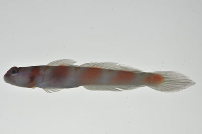 Amblyeleotris marquesas
- Field ID: MARQ-024
- Collection date: 2011-10-26
- GPS: -8,92844 / -140,22536
- Depth: -40m
- Standard length: 68mm
- COI DNA seq.: 
CCTCTACCTCGTGTTCGGTGCCTGAGCCGGAATAGTCGGCACAGCACTTAGCCTGCTAATCCGGGCCGAACTCTCCCAACCCGGCGCCCTACTGGGAGACGACCAAATCTACAACGTTATTGTAACCGCCCACGCATTTGTAATAATTTTCTTTATAGTAATGCCAATTATGATTGGAGGATTTGGAAATTGACTAATTCCGCTCATGATCGGCGCTCCCGATATGGCCTTCCCCCGAATAAACAACATGAGCTTCTGGCTCTTGCCCCCTTCTTTCCTCCTACTCCTCGCCTCCTCTGGAGTTGAAGCCGGGGCTGGTACAGGATGAACTGTTTACCCCCCACTTGCGGGCAACCTAGCACATGCAGGAGCTTCCGTCGACCTGACCATCTTCTCTCTCCACCTAGCTGGTATTTCATCAATTCTTGGAGCAATCAACTTCATCACAACCATCCTAAACATGAAACCCCCTGCCATTTCACAATACCAAACGCCCCTCTTCGTCTGGGCAGTGCTGATTACAGCTGTCCTTCTTCTCCTTTCCCTGCCCGTTCTTGCTGCCGGCATCACAATGCTCCTAACAGACCGAAACCTCAACACAACTTTCTTTGACCCTGCAGGAGGAGGAGACCCCATCCTTTATCAACACCTGTTC
