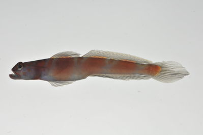 Amblyeleotris marquesas
- Field ID: MARQ-423
- Collection date: 2011-11-9
- GPS: -10,53458 / -138,68244
- Depth: -27m
- Standard length: 69mm
- COI DNA seq.: 
CCTCTACCTCGTGTTCGGTGCCTGAGCCGGAATAGTCGGCACAGCACTTAGCCTGCTAATCCGGGCCGAACTCTCCCAACCCGGCGCCCTACTGGGAGACGACCAAATCTACAACGTTATTGTAACCGCCCACGCATTCGTAATAATTTTCTTTATAGTAATGCCAATTATGATTGGAGGATTTGGAAATTGACTAATTCCGCTCATGATCGGCGCTCCCGATATGGCCTTCCCCCGAATAAACAACATGAGCTTCTGGCTCTTGCCCCCTTCTTTCCTCCTACTCCTCGCCTCCTCTGGAGTTGAAGCCGGGGCTGGTACAGGGTGAACTGTTTACCCCCCACTTGCGGGCAACCTAGCACATGCAGGAGCTTCCGTCGACCTGACCATCTTCTCTCTCCACCTAGCTGGTATTTCATCAATTCTTGGAGCAATCAACTTCATCACAACCATCCTAAACATGAAACCCCCTGCCATTTCACAATACCAAACGCCCCTCTTCGTCTGGGCAGTGCTGATTACAGCTGTCCTTCTTCTCCTTTCCCTGCCCGTTCTTGCTGCCGGCATCACAATGCTCCTAACAGACCGAAACCTCAACACAACTTTCTTTGACCCTGCAGGAGGAGGAGACCCCATCCTTTATCAACACCTGTTC
