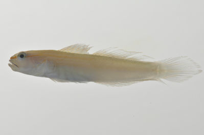 Amblygobius nocturnus
- Field ID: AUST-002
- Collection date: 2013-4-10
- GPS: -23,85 / -147,68
- Depth: -13m
- Standard length: 42.9mm
- COI DNA seq.: 
CCTTTACTTGGTATTTGGTGCCTGAGCCGGGATAGTAGGCACGGCATTGAGCCTCCTTATTCGGGCTGAACTGAGTCAACCAGGGGCTTTACTGGGCGACGACCAAATTTATAACGTAATTGTTACTGCCCACGCATTTGTTATGATTTTCTTTATAGTAATGCCAATTATGATCGGAGGCTTTGGAAACTGACTGATCCCCCTAATGATCGGGGCCCCAGATATGGCGTTCCCTCGAATAAACAACATGAGCTTCTGACTTCTCCCACCTTCTTTTCTCCTCCTTCTAGCATCCTCCGGGGTAGAAGCAGGAGCCGGGACAGGATGAACCGTCTACCCACCCCTCTCAGGGAACCTGGCCCATGCCGGGGCATCCGTAGACTTAACAATCTTCTCCCTTCACTTAGCAGGAATCTCCTCTATTTTGGGTGCCATTAACTTTATCACTACCATCCTAAATATGAAACCTCCAGCCATCTCACAATACCAAACCCCGCTATTCGTCTGAGCAGTTCTGATTACAGCGGTCCTCCTGCTATTGTCCCTCCCAGTCCTTGCTGCCGGCATTACCATGCTCCTCACAGACCGGAATCTAAACACTACCTTCTTCGACCCCGCAGGAGGAGGAGATCCAATTCTTTACCAGCACCTCTTC
