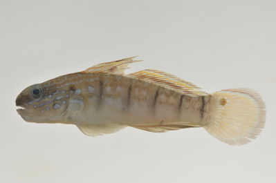 Amblygobius phalaena
- Field ID: AUST-013
- Collection date: 2013-4-10
- GPS: -23,85 / -147,68
- Depth: -13m
- Standard length: 56.7mm
- COI DNA seq.: 
CCTCTACCTTGTATTCGGTGCCTGGGCCGGGATGGTAGGCACGGCACTAAGCCTTCTGATCCGGGCCGAACTTAGTCAACCTGGCGCATTACTAGGCGATGACCAAATTTACAATGTAATCGTAACCGCCCACGCGTTCGTAATAATTTTCTTTATAGTAATGCCAATTATGATTGGAGGCTTTGGAAACTGGCTTATTCCTCTTATGATTGGTGCCCCAGACATGGCGTTCCCTCGAATGAATAATATGAGCTTTTGACTTCTTCCCCCATCCTTCCTTCTTCTTCTAGCATCCTCAGGAGTAGAGGCCGGGGCCGGAACGGGGTGGACTGTTTACCCGCCTCTGTCAGGCAACCTGGCGCACGCAGGGGCATCCGTTGACTTAACAATCTTTTCTCTACATTTGGCAGGAATTTCCTCAATCCTTGGGGCTATCAATTTCATCACAACGATTCTCAATATGAAGCCCCCGGCCATTTCACAATACCAAACTCCTTTATTTGTTTGAGCAGTACTAATTACAGCAGTCCTTCTTCTTCTCTCTCTGCCAGTTCTTGCCGCTGGGATTACAATGCTACTAACAGATCGGAACTTGAATACTACCTTCTTTGACCCTGCGGGAGGGGGGGAC
