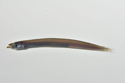 Ammodytoides
- Field ID: MARQ-308
- Collection date: 2011-11-4
- GPS: -9,386 / -140,119
- Depth: -25m
- Standard length: 53mm
- COI DNA seq.: -

