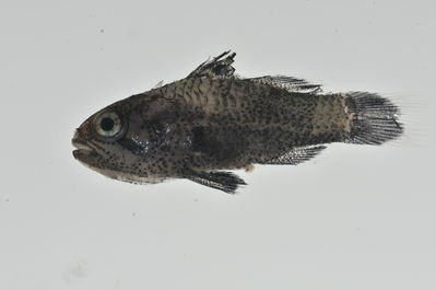 Apogonichthys ocellatus
- Field ID: MARQ-350
- Collection date: 2011-11-5
- GPS: -9,461 / -140,06397
- Depth: -3m
- Standard length: 12mm
- COI DNA seq.: 
CCTCTATTTAGTATTTGGTGCTTGAGCCGGGATAGTCGGTACAGCCCTTAGCCTTCTTATTCGGGCAGAGCTAAGTCAACCTGGAGCTCTTCTCGGCGACGATCAGATTTATAACGTTATTGTTACTGCCCACGCATTCGTTATGATTTTCTTTATAGTAATACCAATTATAATTGGGGGCTTTGGAAATTGACTTATTCCCTTAATAATTGGGGCCCCTGACATGGCTTTCCCCCGGATAAATAACATGAGCTTCTGATTACTTCCCCCCTCATTTCTCCTCCTTCTAGCCTCCTCTGCAGTAGAAGCCGGAGCCGGGACAGGGTGGACAGTATACCCCCCGTTGGCAAGCAATCTTGCTCATGCAGGGGCTTCGGTAGACCTGACAATTTTTTCTCTTCACTTAGCAGGTATTTCTTCTATCCTTGGGGCAATCAATTTTATTACCACTATTATTAACATAAAACCCCCCGCAATTACTCAGTATCAAACCCCCCTGTTTGTATGGGCAGTTCTTATTACAGCTGTCCTTCTTTTACTCTCCCTTCCTGTTCTGGCAGCCGGGATCACAATGTTACTAACAGATCGAAATCTGAATACAACCTTCTTCGACCCCGCCGGGGGAGGTGACCCTATTCTTTACCAGCACCTGTTC
