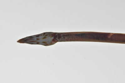 Apterichtus klazingai
- Field ID: MARQ-323
- Collection date: 2011-11-4
- GPS: -9,386 / -140,119
- Depth: -25m
- Standard length: 181mm
- COI DNA seq.: -

