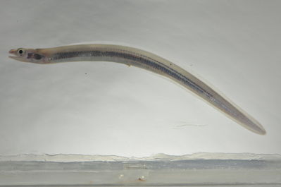 Ariosoma scheelei
- Field ID: SCIL-296
- Collection date: 2014-12-5
- GPS: -16,83786 / -153,96911
- Depth: -3m
- Standard length: 226.1mm
- COI DNA seq.: 
TCTATATTTAGTATTTGGTGCCTGGGCCGGTATAGTAGGAACCGCCCTTAGCCTTTTAATTCGAGCTGAGCTCAGTCAACCCGGGGCCCTTCTTGGAGACGACCAGATTTACAATGTTATTGTTACTGCACATGCATTTGTCATGATCTTCTTTATGGTAATACCCGTAATGATTGGGGGTTTTGGAAACTGATTGGTCCCGATAATGATTGGAGCGCCTGATATAGCATTTCCTCGAATAAATAATATAAGCTTCTGATTGCTTCCCCCCTCATTTCTACTTTTATTAGCATCTTCTGGAGTTGAAGCTGGAGCAGGTACTGGGTGAACCGTCTATCCCCCTCTAGCTGGAAACCTTGCACACGCAGGCGCATCTGTAGATCTTACTATCTTTTCTTTACATCTAGCAGGTGTATCATCAATTTTAGGGGCAATTAACTTTATTACCACTATCATTAATATAAAACCTCCAGCAATTTCACAATACCAGACTAGCCTATTTGTCTGATCCGTTTTAGTAACTGCGGTCCTGCTACTCCTATCCTTACCAGTGCTAGCTGCAGGAATTACAATACTACTTACTGATCGGAACTTAAACACAACCTTCTTCGACCCCGCCGGAGGAGGAGACCCAATCCTTTATCAACACCTATTC
