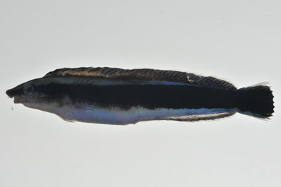 Aspidontus taeniatus
- Field ID: MARQ-432
- Collection date: 2011-11-9
- GPS: -10,534 / -138,67097
- Depth: -27m
- Standard length: 63mm
- COI DNA seq.: 
CCTTTATTTAGTCTTTGGTGCATGAGCAGGAATGGTGGGAACGGCCTTAAGCCTCCTCATTCGAGCTGAACTAAGCCAACCTGGGTCTCTCTTAGGGGATGACCAGATTTATAACGTAATTGTTACTGCTCATGCTTTTGTAATAATCTTCTTTATAGTTATACCTATTATAATTGGAGGGTTTGGAAACTGATTAGTTCCCTTAATAGTAGGGGCCCCCGATATAGCTTTCCCTCGAATAAACAACATAAGCTTTTGACTTCTCCCCCCTTCTTTTTTACTTTTATTAGCCTCCTCTGGTGTAGAAGCAGGAGCAGGAACAGGATGAACCGTTTACCCCCCACTCTCAGGAAATCTAGCACATGCAGGGGCATCCGTAGACCTAACTATTTTTTCCCTTCACTTAGCAGGAATCTCCTCAATTCTAGGGGCAATTAATTTTATTACAACCATTATTAATATGAAACCTCCCGCAATTTCACAATATCAGACACCTCTCTTTGTGTGAGCTGTCTTAATTACAGCAGTCTTGCTACTTTTATCTTTACCTGTGCTTGCCGCTGGAATCACTATACTTCTAACTGACCGAAATTTAAATACAACGTTCTTTGACCCTGCTGGAGGAGGAGACCCTATTTTATATCAACACCTCTTC
