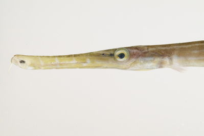 Aulostomus chinensis
- Field ID: mbio749
- Collection date: 2006-3-15
- GPS: -17,6063 / -149,834
- Depth: -1,5m
- Standard length: 165 mm
- COI DNA seq.: -


