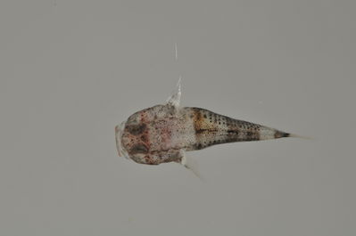 Bathygobius cotticeps
- Field ID: AUST-418
- Collection date: 2013-4-17
- GPS: -22,4522 / -151,3236
- Depth: -8m
- Standard length: 10.4mm
- COI DNA seq.: 
GTATTTGGTGCTTGGGCCGGGATAGTAGGCACAGCCCTAAGCCTTCTGATCCGAGCCGAACTAAGCCAACCGGGGGCCCTCCTAGGGGATGACCAGATCTATAACGTAATCGTCACAGCCCACGCATTCGTAATGATTTTCTTTATAGTAATGCCAATCATAATTGGCGGTTTTGGGAATTGGCTCATTCCATTAATAATTGGGGCCCCAGATATAGCCTTCCCCCGGATAAATAACATGAGCTTTTGACTTCTTCCTCCTTCCTTCCTACTTCTTCTGGCCTCCTCCGGGGTAGAAGCCGGAGCAGGGACAGGCTGGACAGTCTATCCCCCTCTAGCAGGCAACCTCGCCCACGCCGGCGCTTCAGTTGATCTCACAATTTTTTCTCTCCATCTTGCAGGTATTTCCTCTATTTTAGGTGCGATTAACTTCATTACCACTATTTTAAATATAAAACCCCCTGCAATTTCTCAGTACCAAACCCCTTTATTTGTATGGGCCGTCCTAATTACAGCTGTTCTTCTCCTTCTATCCCTACCTGTTCTTGCTGCGGGCATTACTATGCTACTCACAGACCGAAACTTAAACACGACCTTTTTCGACCCTGCAGGCGGAGGCGACCCAATTTTATACCAACACTTATTC
