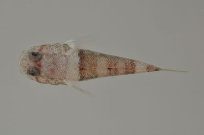 Bathygobius cotticeps
- Field ID: AUST-417
- Collection date: 2013-4-17
- GPS: -22,4522 / -151,3236
- Depth: -8m
- Standard length: 16.8mm
- COI DNA seq.: 
CCTTTACTTAGTATTTGGTGCTTGGGCCGGGATAGTAGGCACAGCCCTAAGCCTTCTGATCCGAGCCGAACTAAGCCAACCGGGGGCCCTCCTAGGGGATGACCAGATCTATAACGTAATCGTCACAGCCCACGCATTCGTAATGATTTTCTTTATAGTAATGCCAATCATAATTGGCGGCTTTGGGAATTGGCTCATTCCATTAATAATTGGGGCCCCAGATATAGCCTTCCCCCGGATAAATAACATGAGCTTTTGACTTCTTCCTCCTTCCTTCCTACTTCTTCTGGCCTCCTCCGGGGTAGAAGCCGGAGCAGGGACAGGCTGGACAGTCTATCCCCCTCTAGCAGGCAACCTCGCCCACGCCGGCGCTTCAGTTGATCTCACAATTTTTTCTCTCCATCTTGCAGGTATTTCCTCTATTTTAGGTGCGATTAACTTCATTACCACTATTTTAAATATAAAACCCCCTGCAATTTCTCAGTACCAAACCCCTTTATTTGTATGGGCCGTCCTAATTACAGCTGTTCTTCTCCTTCTATCCCTACCTGTTCTTGCTGCGGGCATTACTATGCTACTCACAGACCGAAACTTAAACACGACCTTTTTCGACCCTGCAGGCGGAGGCGACCCAATTTTATACCAACACTTATTC
