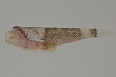 Bathygobius cotticeps
- Field ID: AUST-414
- Collection date: 2013-4-17
- GPS: -22,4522 / -151,3236
- Depth: -8m
- Standard length: 16.9mm
- COI DNA seq.: 
CCTTTACTTAGTATTTGGTGCTTGGGCCGGGATAGTAGGCACAGCCCTAAGCCTTCTGATCCGAGCCGAACTAAGCCAACCGGGGGCCCTCCTAGGGGATGACCAGATCTATAACGTAATCGTCACAGCCCACGCATTCGTAATGATTTTCTTTATAGTAATGCCAATCATAATTGGCGGTTTTGGGAATTGGCTCATTCCATTAATAATTGGGGCCCCAGATATAGCCTTCCCCCGGATAAATAACATGAGCTTTTGACTTCTTCCTCCTTCCTTCCTACTTCTTCTGGCCTCCTCCGGGGTAGAAGCCGGAGCAGGGACAGGCTGGACAGTCTATCCCCCTCTAGCAGGCAACCTCGCCCACGCCGGCGCTTCAGTTGATCTCACAATTTTTTCTCTCCATCTTGCAGGTATTTCCTCTATTTTAGGTGCGATTAACTTCATTACCACTATTTTAAATATAAAACCCCCTGCAATTTCTCAGTACCAAACCCCTTTATTTGTATGGGCCGTCCTAATTACAGCTGTTCTTCTCCTTCTATCCCTACCTGTTCTTGCTGCGGGCATTACTATGCTACTCACAGACCGAAACTTAAACACGACCTTTTTCGACCCTGCAGGCGGAGGCGACCCAATTTTATACCAACACTTATTC
