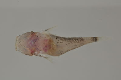 Bathygobius cotticeps
- Field ID: AUST-414
- Collection date: 2013-4-17
- GPS: -22,4522 / -151,3236
- Depth: -8m
- Standard length: 16.9mm
- COI DNA seq.: 
CCTTTACTTAGTATTTGGTGCTTGGGCCGGGATAGTAGGCACAGCCCTAAGCCTTCTGATCCGAGCCGAACTAAGCCAACCGGGGGCCCTCCTAGGGGATGACCAGATCTATAACGTAATCGTCACAGCCCACGCATTCGTAATGATTTTCTTTATAGTAATGCCAATCATAATTGGCGGTTTTGGGAATTGGCTCATTCCATTAATAATTGGGGCCCCAGATATAGCCTTCCCCCGGATAAATAACATGAGCTTTTGACTTCTTCCTCCTTCCTTCCTACTTCTTCTGGCCTCCTCCGGGGTAGAAGCCGGAGCAGGGACAGGCTGGACAGTCTATCCCCCTCTAGCAGGCAACCTCGCCCACGCCGGCGCTTCAGTTGATCTCACAATTTTTTCTCTCCATCTTGCAGGTATTTCCTCTATTTTAGGTGCGATTAACTTCATTACCACTATTTTAAATATAAAACCCCCTGCAATTTCTCAGTACCAAACCCCTTTATTTGTATGGGCCGTCCTAATTACAGCTGTTCTTCTCCTTCTATCCCTACCTGTTCTTGCTGCGGGCATTACTATGCTACTCACAGACCGAAACTTAAACACGACCTTTTTCGACCCTGCAGGCGGAGGCGACCCAATTTTATACCAACACTTATTC
