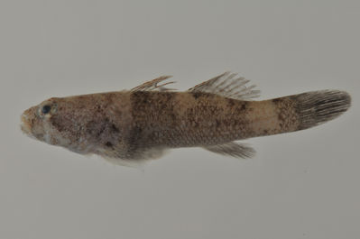 Bathygobius cotticeps
- Field ID: AUST-543
- Collection date: 2013-4-20
- GPS: -21,8131 / -154,6892
- Depth: -9m
- Standard length: 48.8mm
- COI DNA seq.: 
GGGCCGGGATAGTAGGCACAGCCCTAAGCCTTCTGATCCGAGCCGAACTAAGCCAACCGGGGGCCCTCCTAGGGGATGACCAGATCTATAACGTAATCGTCACAGCCCACGCATTCGTAATGATTTTCTTTATAGTAATGCCAATCATAATTGGCGGTTTTGGGAATTGGCTCATTCCATTAATAATTGGGGCCCCAGATATAGCCTTCCCCCGGATAAATAACATGAGCTTTTGACTTCTTCCTCCTTCCTTCCTACTTCTTCTGGCCTCCTCCGGGGTAGAAGCCGGAGCAGGGACAGGCTGGACAGTCTATCCCCCTCTAGCAGGCAACCTCGCCCACGCCGGCGCTTCAGTTGATCTCACAATTTTTTCTCTCCATCTTGCAGGTATTTCCTCTATTTTAGGTGCGATTAACTTCATTACCACTATTTTAAATATAAAACCCCCTGCAATTTCTCAGTACCAAACCCCTTTATTTGTATGGGCCGTCCTAATTACAGCTGTTCTTCTCCTTCTATCCCTACCTGTTCTTGCTGCGGGCATTACTATGCTACTCACAGACCGAAACTTAAACACGACCTTTTTCGACCCTGCAGGCGGAGGCGACCCAATTTTATACCAACACTTATTC
