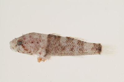 Bathygobius cotticeps
- Field ID: mbio1692
- Collection date: 2006-3-28
- GPS: -17,4844 / -149,9133
- Depth: -3m
- Standard length: 21.6mm
- COI DNA seq.: 
TTTACTTAGTATTTGGTGCTTGGGCCGGGATAGTAGGCACAGCCCTAAGCCTTCTGATCCGAGCCGAACTAAGCCAACCGGGGGCCCTCCTAGGGGATGACCAGATCTATAACGTAATCGTCACAGCCCACGCATTCGTAATGATTTTCTTTATAGTAATGCCAATCATAATTGGCGGTTTTGGGAATTGGCTCATTCCATTAATAATTGGGGCCCCAGATATAGCCTTCCCCCGGATAAATAACATGAGCTTTTGACTTCTTCCTCCTTCCTTCCTACTTCTTCTGGCCTCCTCCGGGGTAGAAGCCGGAGCAGGGACAGGCTGGACAGTCTATCCCCCTCTAGCAGGCAACCTCGCCCACGCCGGCGCTTCAGTTGATCTCACAATTTTTTCTCTCCATCTTGCAGGTATTTCCTCTATTTTAGGTGCGATTAACTTCATTACCACTATTTTAAATATAAAACCCCCTGCAATTTCTCAGTACCAAACCCCTTTATTTGTATGGGCCGTCCTAATTACAGCTGTTCTTCTCCTTCTATCCCTACCTGTTCTTGCTGCGGGCATTACTATGCTACTCACAGACCGAAACTTAAACACGACCTTTTTCGACCCTGCAGGCGGAGGCGACCCAATTCTATACCAACACTTA

