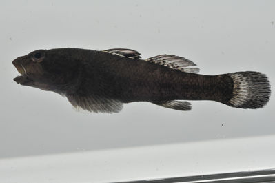 Bathygobius cyclopterus
- Field ID: MARQ-349
- Collection date: 2011-11-5
- GPS: -9,461 / -140,06397
- Depth: -3m
- Standard length: 48mm
- COI DNA seq.: -


