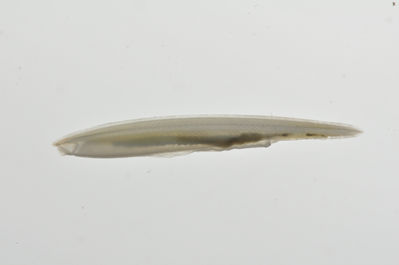 Branchiostoma
- Field ID: MARQ-327
- Collection date: 2011-11-4
- GPS: -9,386 / -140,119
- Depth: -25m
- Standard length: 29mm
- COI DNA seq.: -

