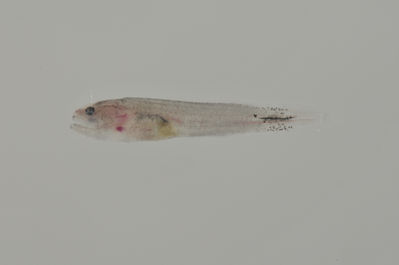 Bythitidae
- Field ID: AUST-578
- Collection date: 2013-4-21
- GPS: -21,7917 / -154,7
- Depth: -30m
- Standard length: 12.7mm
- COI DNA seq.: -

