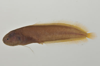 Alionematichthys piger
- Field ID: AUST-073
- Collection date: 2013-4-11
- GPS: -23,8606 / -147,715
- Depth: -15m
- Standard length: 43.3mm
- COI DNA seq.: 
CCTCTACCTGGTATTTGGTGCTTGGGCAGGAATAGTCGGTACAGCACTAAGCCTCCTCATTCGAGCAGAACTTAGCCAACCCGGCTCTCTTCTTGGAGATGACCAAATTTATAACGTCATCGTCACAGCCCACGCTTTCGTAATAATTTTCTTTATAGTAATGCCAATTATGATTGGTGGGTTCGGAAATTGACTCATCCCCCTAATGATTGGAGCACCCGACATAGCATTCCCCCGAATAAACAACATGAGTTTTTGACTACTACCCCCCTCCTTCCTCCTTCTTTTAGCCTCCTCCGGAGTAGAAGCAGGAGCAGGAACCGGCTGAACAGTTTATCCGCCCCTGGCAGGGAACTTAGCCCATGCAGGAGCATCTGTCGATCTAACCATTTTCTCCCTTCACCTGGCCGGTGTCTCTTCCATCCTAGGCGCAATCAACTTTATTACAACAATTATTAATATGAAACCTCCTGCCATCTCCCAATACCAAACCCCTCTATTCGTATGAGCTGTACTAATCACCGCCGTTCTTCTTCTCCTCTCCCTTCCAGTCCTTGCTGCAGGCATCACTATGCTATTGACAGACCGAAATCTAAACACAACATTCTTTGATCCCGCCGGTGGAGGAGACCCAATCTTATACCAACACCTGTTC

