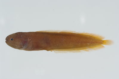 Alionematichthys piger
- Field ID: GAM-321
- Collection date: 2010-10-2
- Collection method: rotenone (2.5 kg) & spear
- GPS: 23Â° 08.6' S - 135Â° 03' W
- Depth: -5m
- Standard length: 44.8mm
- COI DNA seq.: 
CCTCTACCTGGTATTTGGTGCTTGGGCAGGAATAGTCGGTACAGCACTAAGCCTCCTCATTCGAGCAGAACTTAGCCAACCCGGCTCTCTTCTTGGAGATGACCAAATTTATAACGTCATCGTCACAGCCCACGCTTTCGTAATAATTTTCTTTATAGTAATGCCAATTATGATTGGTGGGTTCGGAAATTGACTCATCCCCCTAATGATTGGAGCACCCGACATAGCATTCCCCCGAATAAACAACATGAGTTTTTGACTACTACCCCCCTCCTTCCTCCTTCTTTTAGCCTCCTCCGGAGTAGAAGCAGGAGCAGGAACCGGCTGAACAGTTTATCCGCCCCTGGCAGGGAACTTAGCCCATGCAGGAGCATCTGTCGATCTAACCATTTTCTCCCTTCACCTGGCCGGTGTCTCTTCCATCCTAGGCGCAATCAACTTTATTACAACAATTATTAATATGAAACCTCCTGCCATCTCCCAATACCAAACCCCTCTATTCGTATGAGCTGTACTAATCACCGCCGTTCTTCTTCTCCTCTCCCTTCCAGTCCTTGCTGCAGGCATCACTATGCTACTGACAGACCGAAATCTAAACACAACATTCTTTGATCCCGCCGGTGGAGGGGACCCAATCTTATACCAACACCTGTTC
