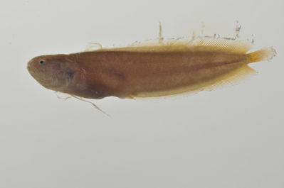 Alionematichthys piger
- Field ID: AUST-118
- Collection date: 2013-4-12
- GPS: -23,85 / -147,67
- Depth: -13m
- Standard length: 47.6mm
- COI DNA seq.: 
CCTCTACCTGGTATTTGGTGCTTGGGCAGGAATAGTCGGTACAGCACTAAGCCTCCTCATTCGAGCAGAACTTAGCCAACCCGGCTCTCTTCTTGGAGATGACCAAATTTATAACGTCATCGTCACAGCCCACGCTTTCGTAATAATTTTCTTTATAGTAATGCCAATTATGATTGGTGGGTTCGGAAATTGACTCATCCCCCTAATGATTGGAGCACCCGACATAGCATTCCCCCGAATAAACAACATGAGTTTTTGACTACTACCCCCCTCCTTCCTCCTTCTTTTAGCCTCCTCCGGAGTAGAAGCAGGAGCAGGAACCGGCTGAACAGTTTATCCGCCCCTGGCAGGGAACTTAGCCCATGCAGGAGCATCTGTCGATCTAACCATTTTCTCCCTTCACCTGGCCGGTGTCTCTTCCATCCTAGGCGCAATCAACTTTATTACAACAATTATTAATATGAAACCTCCTGCCATCTCCCAATACCAAACCCCTCTATTCGTATGAGCTGTACTAATCACCGCCGTTCTTCTTCTCCTCTCCCTTCCAGTCCTTGCTGCAGGCATCACTATGCTATTGACAGACCGAAATCTAAACACAACATTCTTTGATCCCGCCGGTGGAGGAGACCCAATCTTATACCAACACCTGTTC
