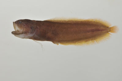 Alionematichthys piger
- Field ID: AUST-072
- Collection date: 2013-4-11
- GPS: -23,8606 / -147,715
- Depth: -15m
- Standard length: 59.1mm
- COI DNA seq.: 
CCTCTACCTGGTATTTGGTGCTTGGGCAGGAATAGTCGGTACAGCACTAAGCCTCCTCATTCGAGCAGAACTTAGCCAACCCGGCTCTCTTCTTGGAGATGACCAAATTTATAACGTCATCGTCACAGCCCACGCTTTCGTAATAATTTTCTTTATAGTAATGCCAATTATGATTGGTGGGTTCGGAAATTGACTCATCCCCCTAATGATTGGAGCACCCGACATAGCATTCCCCCGAATAAACAACATGAGTTTTTGACTACTACCCCCCTCCTTCCTCCTTCTTTTAGCCTCCTCCGGAGTAGAAGCAGGAGCAGGAACCGGCTGAACAGTTTATCCGCCCCTGGCAGGGAACTTAGCCCATGCAGGAGCATCTGTCGATCTAACCATTTTCTCCCTTCACCTGGCCGGTGTCTCTTCCATCCTAGGCGCAATCAACTTTATTACAACAATTATTAATATGAAACCTCCTGCCATCTCCCAATACCAAACCCCTCTATTCGTATGAGCTGTACTAATCACCGCCGTTCTTCTTCTCCTCTCCCTTCCAGTCCTTGCTGCAGGCATCACTATGCTATTGACAGACCGAAATCTAAACACAACATTCTTTGATCCCGCCGGTGGAGGAGACCCAATCTTATAC
