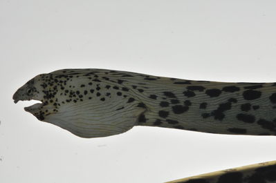 Callechelys marmorata
- Field ID: MARQ-326
- Collection date: 2011-11-4
- GPS: -9,386 / -140,119
- Depth: -25m
- Standard length: 700mm
- COI DNA seq.: 
CCTATACCTAGTGTTTGGTGCTTGAGCCGGAATAGTAGGTACCGCTCTAAGCCTTTTAATCCGAGCTGAGTTAAGTCAGCCTGGAGCCCTTTTAGGAGATGATCAAATCTACAATGTTATTGTTACGGCGCATGCCTTCGTAATAATCTTCTTTATAGTAATACCAGTAATAATTGGAGGATTTGGAAACTGACTTGTGCCATTAATAATTGGAGCCCCCGATATAGCATTCCCACGAATAAATAACATAAGCTTCTGGCTCCTTCCTCCCTCATTCCTGCTCCTATTAGTTTCCTCCGGAGTTGAAGCCGGAGCCGGAACAGGATGAACCGTATATCCGCCCTTAGCCGGAAATCTTGCCCACGCCGGGGCCTCTGTAGATTTAACAATTTTCTCTCTTCATCTTGCCGGAGTCTCATCAATCCTGGGAGCCATCAACTTTATTACTACAATTATTAATATGAAACCCCCAGCAATTACACAATATCAAACCCCATTATTTGTCTGATCAGTCCTAGTAACTGCTGTTCTTTTACTCCTATCCCTGCCAGTCCTAGCCGCGGGTATTACAATGCTCCTAACAGACCGCAACCTAAACACAACATTCTTTGACCCAGCAGGAGGAGGAGACCCTATTCTCTATCAACACTTATTC
