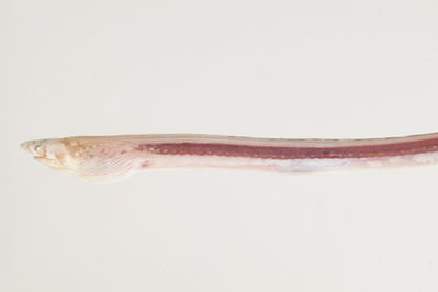 Callechelys catostoma
- Field ID: mbio1479
- Collection date: -
- GPS: - / -
- Depth: -
- Standard length: 349mm
- COI DNA seq.: -


