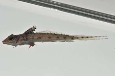 Callionymus marquesensis
- Field ID: MARQ-018
- Collection date: 2011-10-26
- GPS: -8,92844 / -140,22536
- Depth: -40m
- Standard length: 29mm
- COI DNA seq.: 
CCTCTATCTAATTTTTGGTGCATGAGCAGGGATGGTCGGAACCGCTTTAAGCCTTCTTATCCGAGCTGAGCTGAATCAACCAGGAGCCCTTCTTGGTGATGATCAAATTTATAATGTTATCGTTACAGCACACGCATTTGTAATAATCTTCTTCATGGTTATACCTATCATAATCGGAGGCTTCGGTAACTGATTAGTTCCTATAATGATTGGGGCCCCCGACATGGCTTTCCCCCGAATAAATAATATAAGCTTCTGACTTCTTCCCCCCTCTTTTCTTCTTCTTCTAGCTTCTTCCGGCGTAGAAGCTGGGGCAGGCACAGGATGAACTGTTTATCCACCTCTTTCAAGTAACCTTGCACATGCAGGCGCTTCAGTAGATTTAACCATCTTTTCTCTTCACCTTGCTGGTATTTCGTCTATTTTAGGTGCTATTAATTTTATTACTACCATTACAAATATGAAGCCCCCAGCTTTAACACAATATCAAACGCCTCTATTTGTCTGAGCAGTACTAATTACTGCAGTTCTTCTTCTTCTATCCCTCCCTGTTCTTGCTGCAGGTATCACTATGCTTCTAACAGACCGAAACCTCAATACTACCTTTTTTGATCCGGCTGGCGGAGGAGATCCCATCCTTTATCAGCATCTATTC
