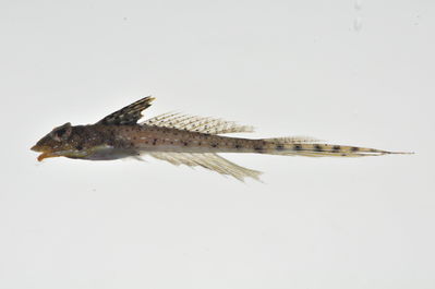 Callionymus marquesensis
- Field ID: MARQ-212
- Collection date: 2011-10-30
- GPS: -7,984 / -140,71
- Depth: -28m
- Standard length: 41mm
- COI DNA seq.: 
CCTCTATCTAATTTTTGGTGCATGAGCAGGGATGGTCGGAACCGCTTTAAGCCTTCTTATCCGAGCTGAGCTGAATCAACCAGGAGCCCTTCTTGGTGATGATCAAATTTATAATGTTATCGTTACAGCACACGCATTTGTAATAATCTTCTTCATGGTTATACCTATCATAATCGGGGGCTTCGGTAACTGATTAATTCCTATAATGATTGGGGCCCCCGACATGGCTTTCCCCCGAATAAATAATATAAGCTTCTGACTTCTTCCCCCCTCTTTTCTTCTTCTTCTAGCTTCTTCCGGCGTAGAAGCTGGGGCAGGCACAGGATGAACTGTTTATCCACCTCTTTCAAGTAACCTTGCACATGCGGGCGCTTCAGTAGATTTAACCATCTTTTCTCTTCACCTTGCTGGTATTTCGTCTATTTTAGGTGCTATTAATTTTATTACTACCATTACAAATATGAAGCCCCCAGCTTTAACACAATATCAAACGCCTCTATTTGTCTGAGCAGTACTAATTACTGCAGTTCTTCTTCTTCTATCCCTCCCTGTTCTTGCTGCAGGTATCACTATGCTTCTAACAGACCGAAACCTCAATACTACCTTTTTTGATCCGGCTGGCGGAGGGGATCCCATCCTTTATCAGCATCTATTC

