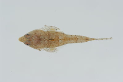 Callionymus simplicicornis
- Field ID: GAM-295
- Collection date: 2010-10-2
- Collection method: rotenone (2.5 kg) & spear
- GPS: 23Â° 08.6' S - 135Â° 03' W
- Depth: -5m
- Standard length: 18.2mm
- COI DNA seq.: 
CCTCTACCTAGTATTTGGTGCTTGGGCTGGAATAGTAGGAACCGCTTTGAGCCTTCTCATCCGAGCCGAACTAAATCAACCAGGGGCCCTCCTTGGCGACGACCAGATTTACAATGTTATCGTTACGGCCCATGCATTCGTAATAATTTTCTTCATGGTAATGCCTATCATGATTGGTGGCTTTGGCAACTGGCTAATCCCAATAATAATCGGAGCCCCCGACATGGCATTCCCCCGTATGAACAATATAAGCTTCTGACTCCTTCCGCCTTCTTTCCTACTCCTCCTTGCCTCCTCTGGCGTCGAAGCAGGTGCAGGAACAGGGTGAACCGTGTACCCCCCACTATCAAGCAACTTAGCGCACGCCGGGGCATCAGTCGATCTCACAATCTTCTCCCTCCACCTGGCTGGAGTCTCGTCTATCCTGGGGGCTATTAACTTCATTACGACTATTACCAACATAAAACCGCCTGCCCTAACACAGTATCAGACGCCTCTTTTCGTGTGAGCCGTACTAATTACAGCTGTCCTTCTTCTTCTTTCTCTCCCCGTCCTGGCTGCAGGCATTACTATGCTGCTGACCGATCGAAACTTAAACACTACATTCTTTGATCCTGCTGGAGGAGGAGACCCAATCCTCTATCAACACCTTTTC
