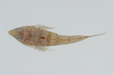 Callionymus simplicicornis
- Field ID: GAM-296
- Collection date: 2010-10-2
- Collection method: rotenone (2.5 kg) & spear
- GPS: 23Â° 08.6' S - 135Â° 03' W
- Depth: -5m
- Standard length: 21.6mm
- COI DNA seq.: "
TAGTATTTGGTGCTTGGGCTGGAATAGTAGGAACCGCTTTGAGCCTTCTCATCCGAGCCGAACTAAATCAACCAGGGGCCCTCCTTGGCGACGACCAGATTTACAATGTTATCGTTACGGCCCATGCATTCGTAATAATTTTCTTCATGGTAATGCCTATCATAATTGGTGGCTTTGGCAACTGGCTAATCCCAATAATAATCGGAGCCCCCGACATGGCATTCCCCCGTATGAACAATATAAGCTTCTGACTCCTTCCGCCTTCTTTCCTACTCCTCCTTGCCTCCTCTGGCGTCGAAGCAGGTGCAGGAACAGGGTGAACCGTGTACCCCCCACTATCAAGCAACTTAGCGCACGCCGGGGCATCAGTCGATCTCACAATCTTCTCCCTCCACCTGGCTGGAGTCTCGTCTATCCTGGGGGCTATTAACTTCATTACGACTATTACCAACATAAAACCGCCTGCCCTAACACAGTATCAGACGCCTCTTTTCGTGTGAGCCGTACTAATTACAGCTGTCCTTCTTCTTCTTTCTCTCCCCGTCCTGGCTGCAGGCATTACTATGCTGCTGACCGATCGAAACTTAAACACTACATTCTTTGACCCTGCTGGAGGAGGAGACCCAATCCTCTATCAACACCTTTTC
