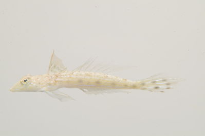 Callionymus simplicicornis
- Field ID: mbio1509
- Collection date: -
- GPS: - / -
- Depth: -
- Standard length: 26.5mm
- COI DNA seq.: 
ACCCTCTACCTAGTTTTTGGTGCATGGGCCGGAATAGTTGGGACTGCTTTAAGCCTGCTTATTCGGGCCGAGCTAAACCAACCCGGGGCTCTTTTAGGCGACGACCAGATTTACAATGTTATTGTTACCGCACACGCATTTGTAATAATTTTTTTTATGGTTATACCAATCATAATTGGAGGTTTTGGGAACTGGCTAATCCCAATAATAATTGGGGCCCCCGACATGGCCTTCCCTCGTATAAATAATATAAGCTTTTGACTCCTCCCTCCCTCATTTTTACTCCTGTTAGCCTCTTCTGGTGTTGAGGCCGGGGCTGGTACCGGGTGAACTGTTTACCCCCCGCTATCTAGCAACCTTGCTCATGCTGGGGCCTCCGTTGATCTGACTATTTTCTCCCTACATTTAGCAGGTGTGTCCTCTATTTTAGGTGCTATTAACTTTATTACTACTATTACTAACATGAAGCCCCCGGCTCTTACGCAATATCAAACACCATTATTTGTTTGAGCCGTCCTAATTACCGCCGTTCTTTTACTCCTTTCACTCCCTGTCTTAGCCGCCGGCATCACAATGCTGCTAACCGATCGAAACCTTAACACCACTTTCTTCGACCCTGCAGGCGGAGGAGACCCAATCCTGTACCAACACC

