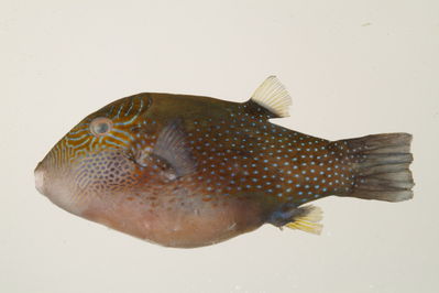 Canthigaster amboinensis
- Field ID: mbio279
- Collection date: 2006-3-11
- GPS: -17,4825 / -149,8821
- Depth: -4m
- Standard length: 75.3mm
- COI DNA seq.: -



